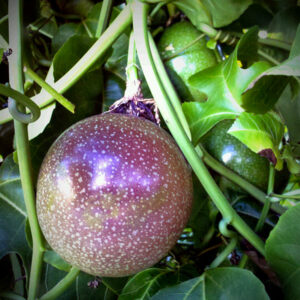 A Complete Guide To Hawaii's Passion Fruit: The Lilikoi - Spotlight Hawaii